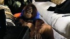 Unhitched: Sort Of A Primate Nut