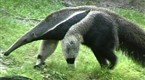 Onion News Network: Expert On Anteaters Wasted Entire Life Studying Anteaters