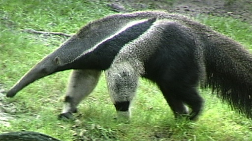 Expert On Anteaters Wasted Entire Life Studying Anteaters