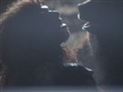 The Bear