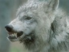 Wolf Attack