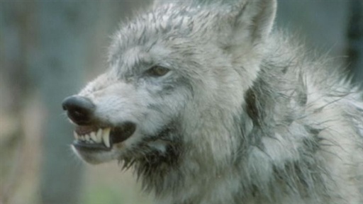 Wolf Attack