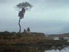 Stuck In Tree