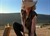 Graboid Rights picture