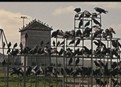 The Birds Amass