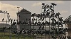 The Birds: The Birds Amass
