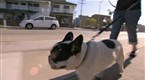 Dog Whisperer: Hardy: Attacked With Love (season 6, episode 2)