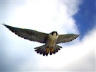 Great Migrations | Disguising the Camera