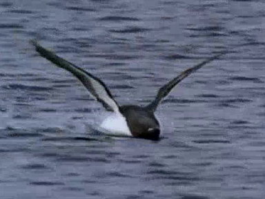 Meet the Underwater Rocket Bird Video