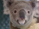 Aussie Animal Rescue | Season 1 Episode 8 | Koala Crisis