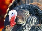 Thanksgiving Unstuffed