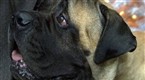 NBC TODAY Show: Who Will Win Best in Show?