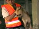 Editor's Picks | Stranded Animals Rescued in Thailand