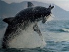 Deadly Instinct: Great White Sharks