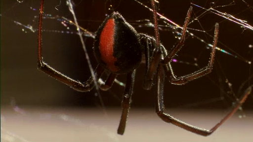 Deadly Cousin: The Redback Spider