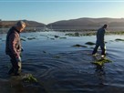 Farming the Sea