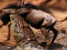 Deadly Instinct: Crocodiles