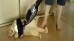 Vacuum Delivers Purr-fect Touch for Iggy