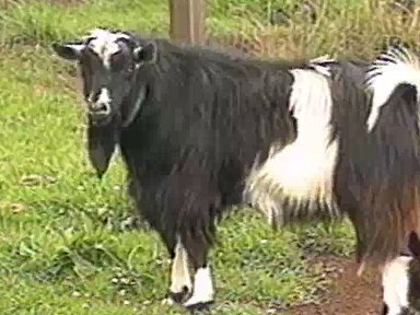 Fainting Goats Video