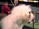 Pampered Pooches