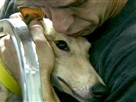 Greyhound Adoption