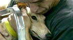 Greyhound Adoption