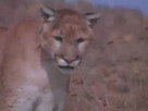 Legend of Cougar Canyon - Full Movie