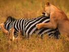 Deadly Instinct: Lions