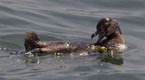 Fugitive Penguin Spotted in Tokyo Waterway