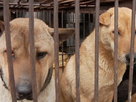Dogs for Sale, Alive and Dead, in Chinese Market