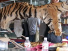 Shop Selling Freshly-skinned Tigers: Behind the Scenes