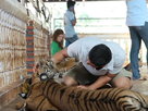 Tiger Farms: Behind the Scenes