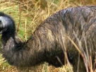 Australia Wild | Season 1 Episode 4 | Emus: Curious Companions