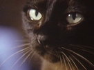 Australia Wild | Season 1 Episode 2 | Cat Wars
