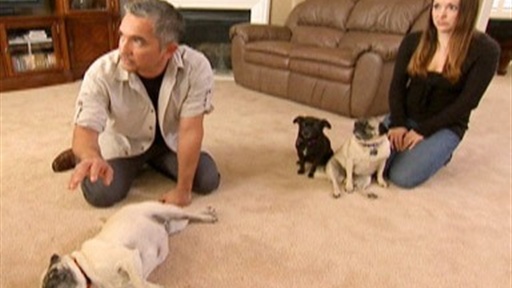 Bella, Rocky and Madison & Catalina