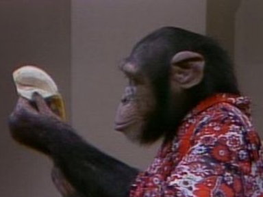 I Married a Monkey Video
