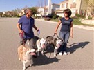 Desperate Housedogs
