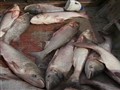NBC Nightly News with Brian Williams - Illinois Makes Last Stand Against Asian Carp