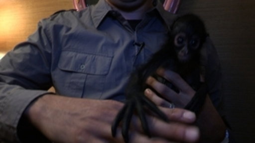 50 Seconds of Animal Facts: Baby Spider Monkey Video