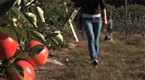 Howcast: How to Pick Apples