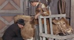 158342_145x80_generated