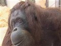 NBC TODAY Show - Orangutan’s Photos a Hit On Facebook