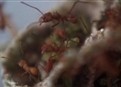 Empire of the Ants picture