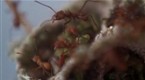 Empire of the Ants