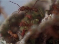 Empire of the Ants