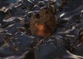Mummy Battle picture