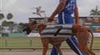 Miami Vice: The Fix (season 2, episode 18)