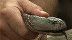 National Geographic News: Largest Spitting Cobra Found