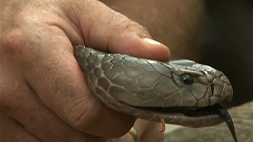 largest spitting cobra discovered pictures