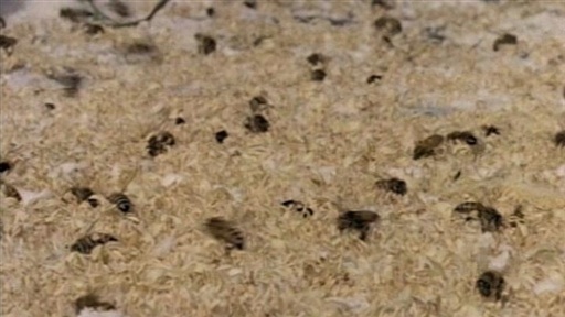 Killer Bees